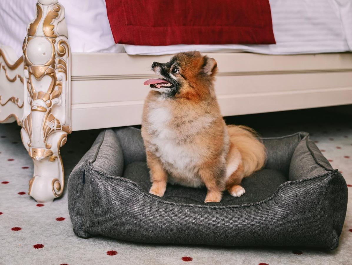 Grand Hotel Lviv Casino & Spa Eksteriør billede A dog bed